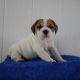 Beagle Puppies for sale in North Canton, OH, USA. price: NA