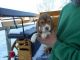 Beagle Puppies for sale in Charlotte center city, Charlotte, NC 28202, USA. price: $400