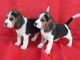 Beagle Puppies for sale in Charleston, WV, USA. price: NA
