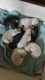 Beagle Puppies for sale in 813 FL-436, Altamonte Springs, FL 32714, USA. price: NA