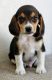 Beagle Puppies for sale in Philadelphia, PA 19101, USA. price: NA
