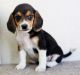 Beagle Puppies for sale in Springfield, MA 01101, USA. price: NA