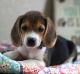 Beagle Puppies for sale in Rochester, NY 14602, USA. price: NA