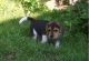 Beagle Puppies for sale in St. Louis, MO, USA. price: $400