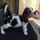 Beagle Puppies for sale in Des Moines, IA, USA. price: $400