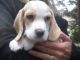 Beagle Puppies for sale in 15201 San Pedro Ave, San Antonio, TX 78232, USA. price: NA