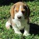 Beagle Puppies for sale in Wisconsin Dells, WI, USA. price: NA