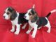 Beagle Puppies for sale in Miami, FL, USA. price: $400