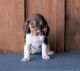 Beagle Puppies for sale in Raleigh, NC, USA. price: NA