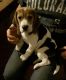 Beagle Puppies for sale in Chicago, IL, USA. price: NA