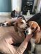 Beagle Puppies for sale in Newark, NJ, USA. price: NA