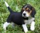 Beagle Puppies for sale in Wichita, KS, USA. price: $400
