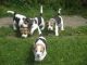 Beagle Puppies for sale in Sacramento, CA, USA. price: $400
