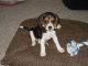 Beagle Puppies for sale in Washington County, MD, USA. price: NA