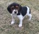 Beagle Puppies for sale in Baton Rouge, LA, USA. price: $500