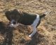 Beagle Puppies for sale in Nebraska City, NE 68410, USA. price: $500