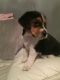 Beagle Puppies for sale in Brownsville, TX 78520, USA. price: NA