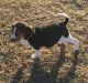 Beagle Puppies for sale in Salisbury, MD, USA. price: NA