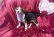 Beagle Puppies for sale in Charleston, WV, USA. price: $500