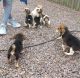 Beagle Puppies for sale in San Diego, CA 92027, USA. price: $300