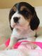 Beagle Puppies for sale in Phoenix Country Club, Phoenix, AZ, USA. price: NA
