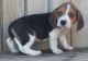 Beagle Puppies for sale in Wylie, TX, USA. price: NA