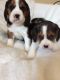 Beagle Puppies for sale in San Antonio, TX, USA. price: NA
