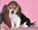 Beagle Puppies for sale in Phoenix, AZ, USA. price: $350