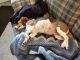 Beagle Puppies for sale in Temperance, MI 48182, USA. price: $450