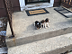 Beagle Puppies for sale in Milwaukee, WI, USA. price: NA