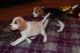 Beagle Puppies for sale in Colorado Springs, CO 80903, USA. price: $400