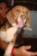 Beagle Puppies for sale in Bacoor, Cavite, Philippines. price: 3500 PHP