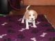 Beagle Puppies for sale in Colorado Springs, CO 80903, USA. price: $400