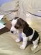 Beagle Puppies for sale in Colorado Springs, CO 80903, USA. price: NA