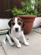Beagle Puppies for sale in Colorado Springs, CO 80903, USA. price: NA