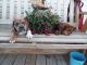 Beagle Puppies for sale in Hocking County, OH, USA. price: NA