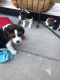 Beagle Puppies for sale in Pottstown, PA 19464, USA. price: $400