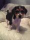 Beagle Puppies for sale in Pottstown, PA 19464, USA. price: NA