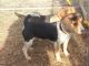 Beagle Puppies for sale in Madison, NC 27025, USA. price: $500