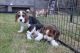 Beagle Puppies for sale in Jersey City, NJ, USA. price: NA