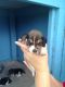 Beagle Puppies for sale in Houma, LA, USA. price: NA