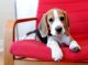 Beagle Puppies for sale in Columbus, OH 43215, USA. price: NA
