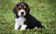 Beagle Puppies for sale in Chicago, IL 60638, USA. price: NA