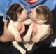 Beagle Puppies for sale in Chicago, IL 60638, USA. price: NA