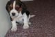 Beagle Puppies for sale in 700 W 5th St, San Pedro, CA 90731, USA. price: NA