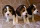 Beagle Puppies for sale in New York, NY 10119, USA. price: $400