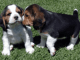 Beagle Puppies for sale in Miami Beach, FL, USA. price: NA