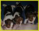 Beagle Puppies for sale in Chicago, IL, USA. price: NA