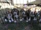 Beagle Puppies for sale in York, PA, USA. price: NA