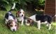 Beagle Puppies for sale in Alabaster, AL, USA. price: NA